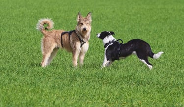Deux chiens qui jouent
