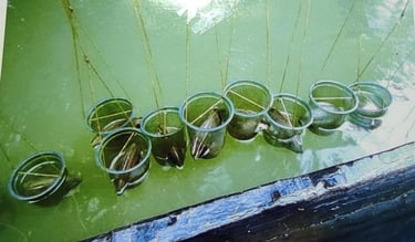 "Oyster being carefully prepared for cultured pearl production–part of nucleus-based technique"