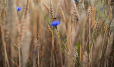 a bee on a field with blue flowers