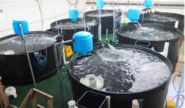 Recirculating Aquaculture Systems (RAS)