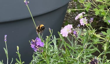 A bee hovering over lavender and geranium plants