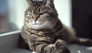 a cat is sitting on a window sill.