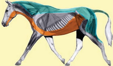 hyoid apparatus as pulley system for horse