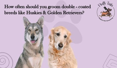 How often should you groom double-coated breeds like Huskies and Golden Retrievers
