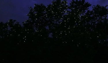 Firefly watching Puerto Princesa Palawan