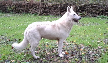 chien reproducteur berger blanc suisse dans la foret