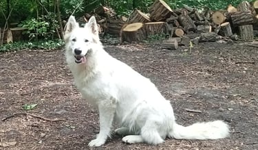 Chienne berger blanc suisse reproductrice