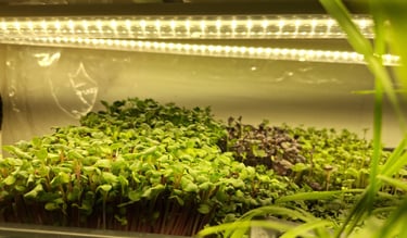 a picture of Early Greens microgreens grow room 