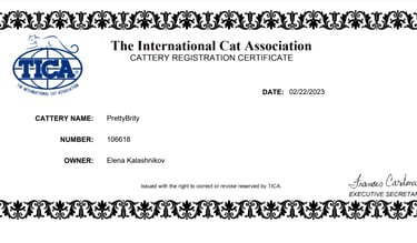 Parents of our BSH Cattery-www.prettybrity.com-www.prettybrity.com