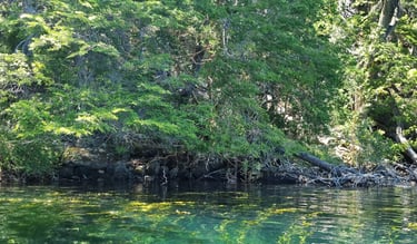Imagen bosque y lago