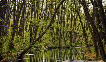 Imagen ilustrativa manglar