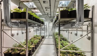 Small craft cannabis growers working on a farm