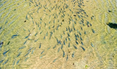 Bluefish flooded the flats