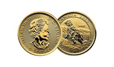 gold canadian polar bear coin