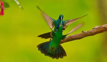 Photography Manu Reserved Natural Paradise 9 D/8N