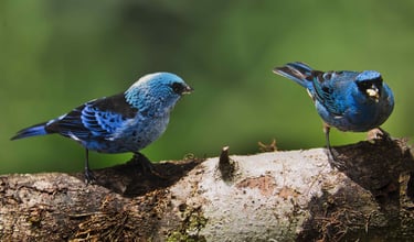 Photography Manu Reserved Natural Paradise 9 D/8N