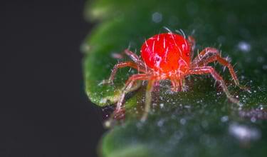 Red spider mite