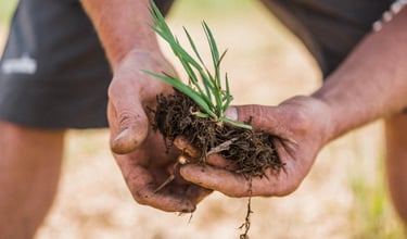 organic wheat plant