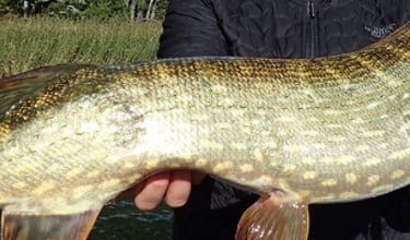 un homme a pêché un brochet en suède, gros plan sur la ligne latérale du brochet.