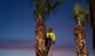 A professional landscaper wearing a neon safety shirt trims the top of a tall palm tree at sunset.