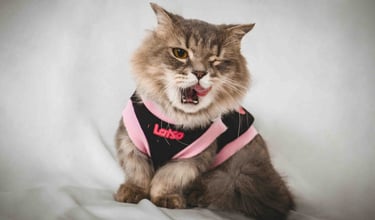 cat apparel