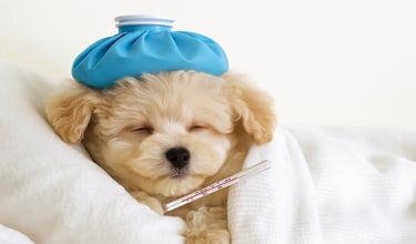 Maltipoo puppy at vet clinic