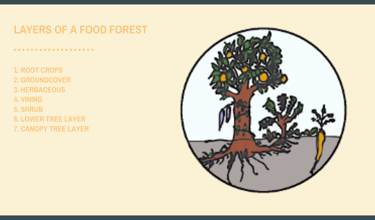 Permaculture Guilds