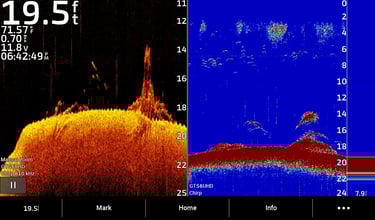 down image of bass in weeds and branches