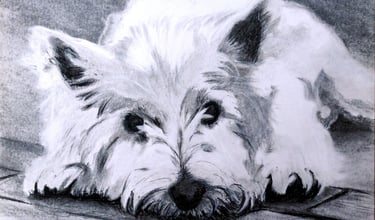 Zak beloved westie