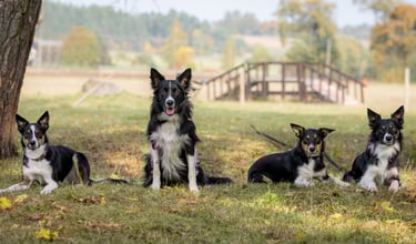 Border Collie breeder | Herding instructor | Dog training | Herding judge