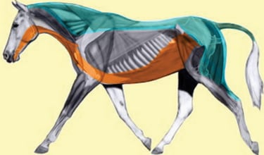 hyoid apparatus as pulley system for horse 
