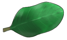 African Blackwood