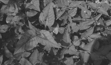 Nature photography: A small butterfly among foliage and wild leaves, in black and white.