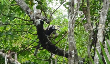 thailand takua pa little amazon