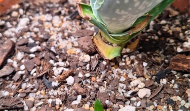 low maintenance succulents for beginners