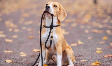 K9 Bedbug Detection Service Dog in Dorval provided by Accord Extermination