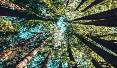 Picture looking up a tall, green trees