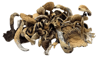 Psychedelic Mushrooms Malta