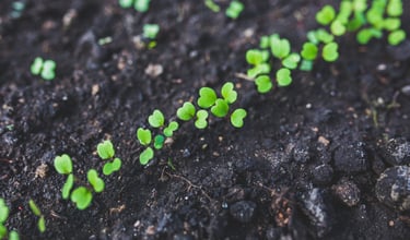 plantes germes graines vie terreau exploiter therapie