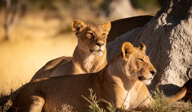 two lions resting on a rock formation
