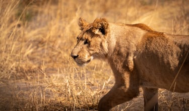 un jeune lion dans la savane du Botswana en safari