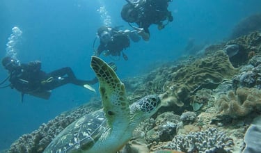 Scuba divers swimming near a green sea turtle and colorful tropical fish on a vibrant coral reef.