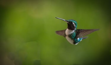 Birdwatching Abra Malaga Machu Picchu & Manu National Park 10 Days