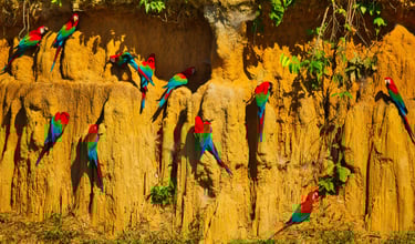 Photography & Birdwatching Manu National Park by Bus 8 Day Amazon Wildlife