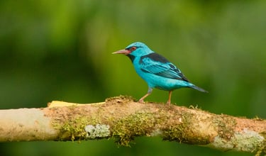 Manu National Park Photography Tour 6 D / 5 N