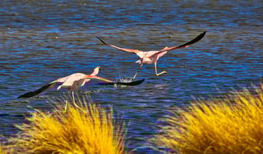 Atacama Desert & Uyuni Salt Flats Photography Tour