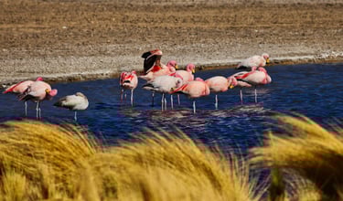 Uyuni Salt Flats Sajama Photo Tour