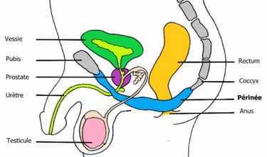 rééducation du périnée homme