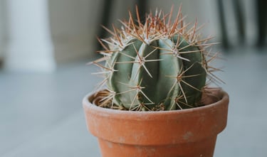 Cactus in pot