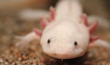 Axolote rosa com brânquias externas em aquário.